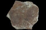 Ordovician Graptolite (Araneograptus) Plate - Morocco #116744-1